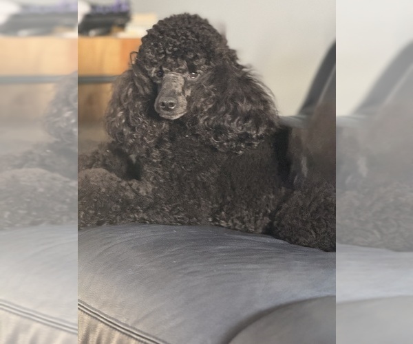 Medium Photo #5  Breeder Profile in BOYNTON BEACH, FL, USA