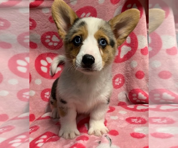 Medium Photo #1  Breeder Profile in CORDELE, GA, USA