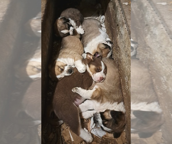 Medium Photo #1  Breeder Profile in WAUSAUKEE, WI, USA