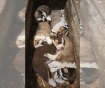 Small breeder photo