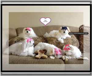 Coton de Tulear Dog Breeder near SAN JOSE, CA, USA