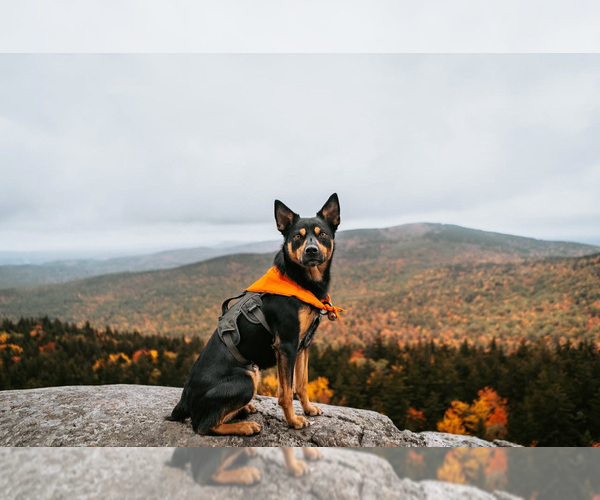 Medium Photo #39  Breeder Profile in CAMAS, WA, USA