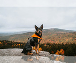 Small #38 Breeder Profile image