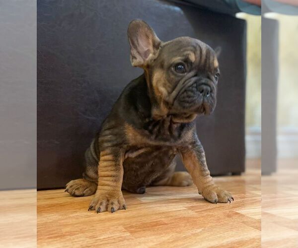 Medium Photo #1  Breeder Profile in HIALEAH, FL, USA