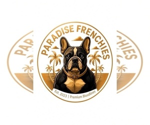 French Bulldog Dog Breeder near AURORA, CO, USA