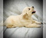 Small #4 Breeder Profile image