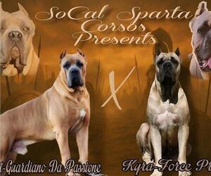 Cane Corso Dog Breeder near HIGHLAND, CA, USA