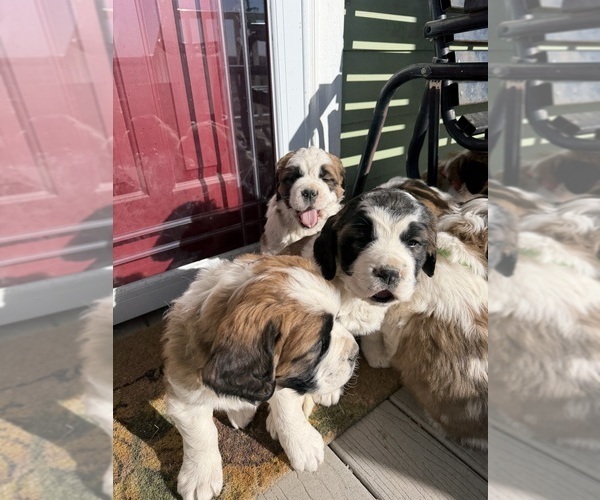 Medium Photo #6  Breeder Profile in OTIS, CO, USA