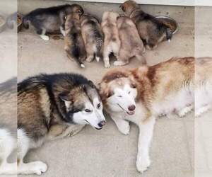 Main photo of Alaskan Malamute Dog Breeder near ERIAL, NJ, USA