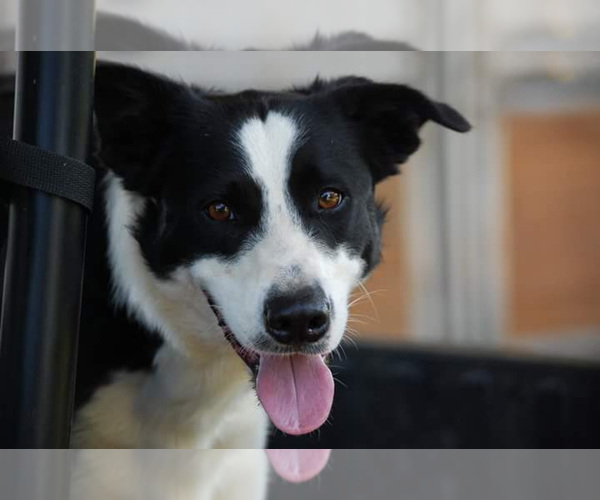 Medium Photo #1  Breeder Profile in RIPLEY, TN, USA