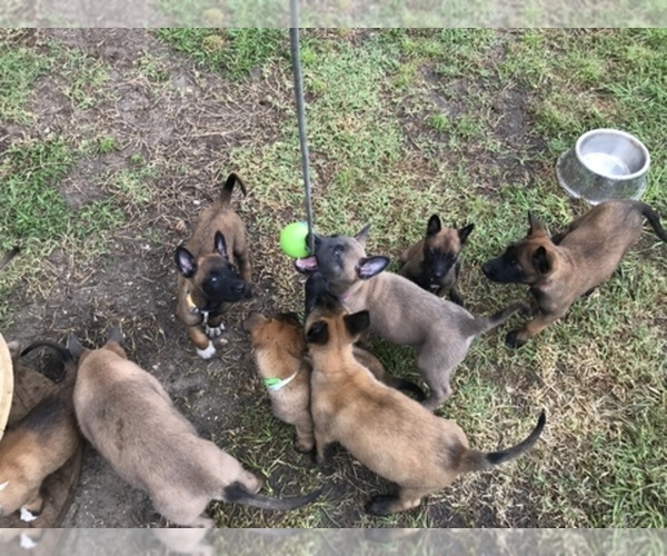 Medium Photo #1  Breeder Profile in NORTH PORT, FL, USA