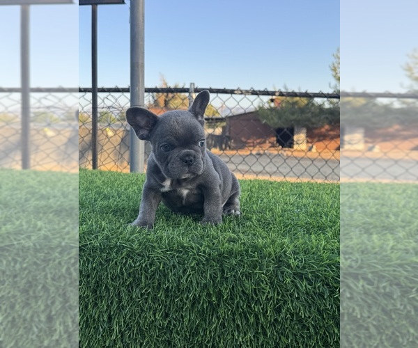 Medium Photo #6  Breeder Profile in LITTLEROCK, CA, USA