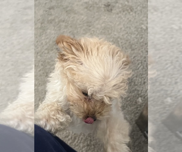 Medium Photo #45  Breeder Profile in VICTORVILLE, CA, USA