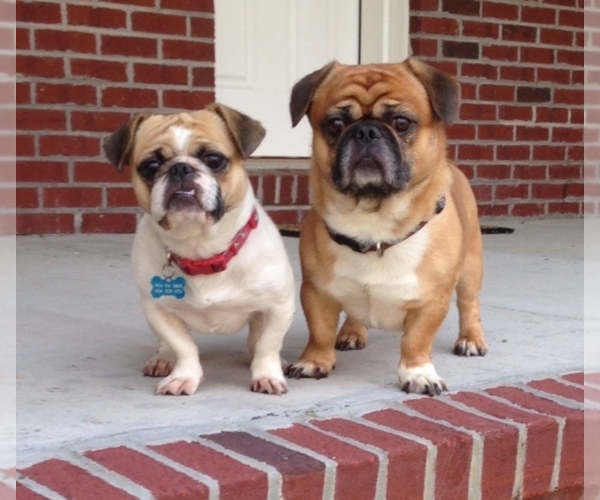 Medium Photo #1  Breeder Profile in ST Augustine, FL, USA