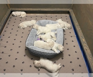 English Cream Golden Retriever Dog Breeder near WEATHERFORD, TX, USA