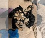 Small breeder photo