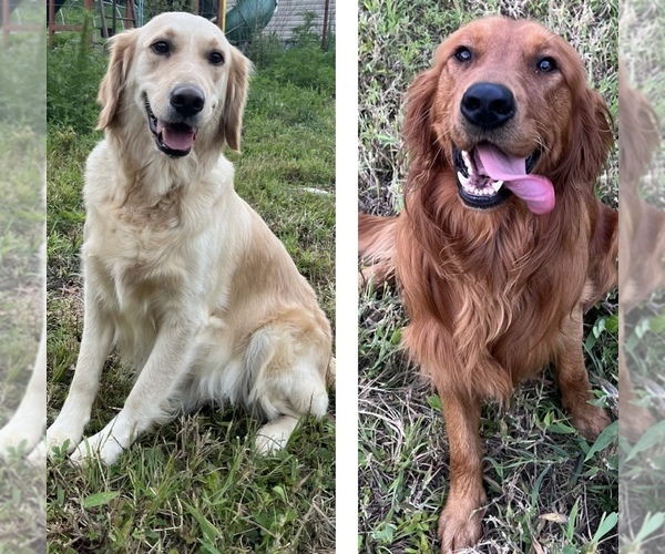 Medium Photo #1  Breeder Profile in SWEETWATER, TN, USA