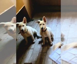 German Shepherd Dog Dog Breeder near DUKE CENTER, PA, USA