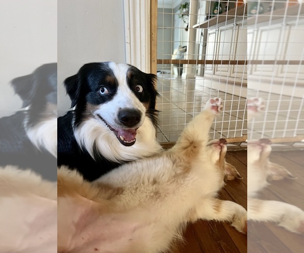 Medium Photo #34  Breeder Profile in GOSHEN, KY, USA