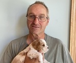 Small breeder photo