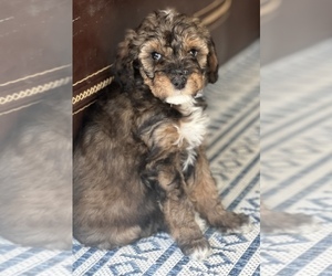 Main photo of Aussiedoodle Dog Breeder near BOISE, ID, USA