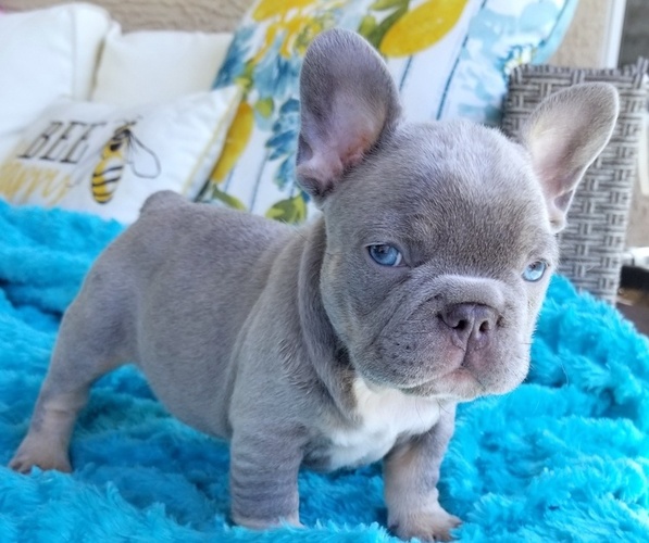 Medium Photo #42  Breeder Profile in LAS VEGAS, NV, USA