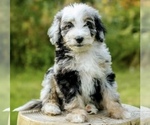 Small #25 Breeder Profile image