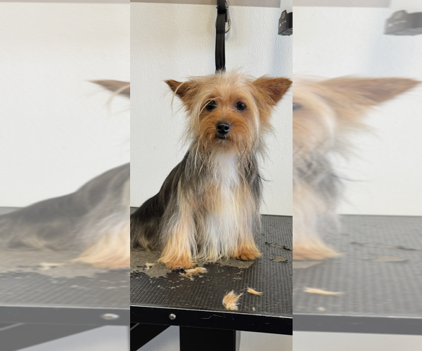 Medium Photo #7  Breeder Profile in DENHAM SPRINGS, LA, USA