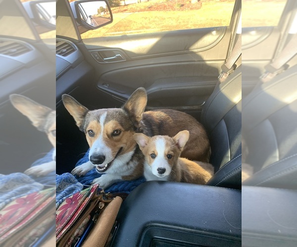 Medium Photo #49  Breeder Profile in MIDLOTHIAN, TX, USA