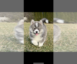 Pomsky Dog Breeder near PITTSGROVE, NJ, USA