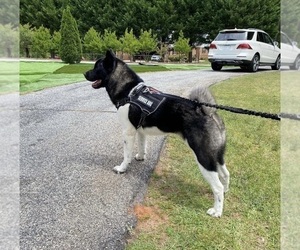 Akita Dog Breeder in MCDONOUGH,  USA