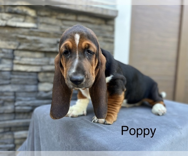 Medium Photo #4  Breeder Profile in DENVER, PA, USA