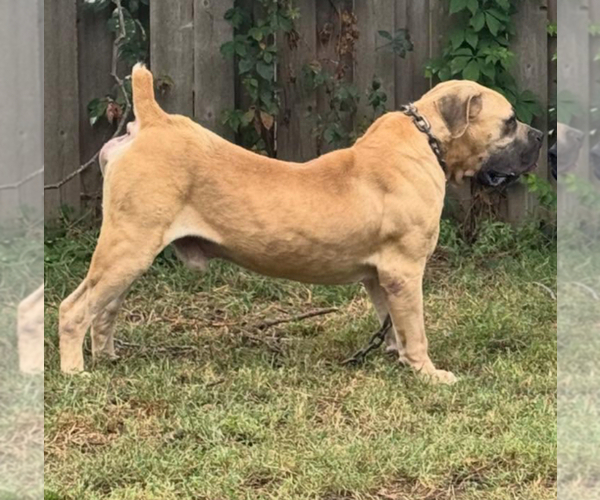 Medium Photo #9  Breeder Profile in BELLEVUE, NE, USA