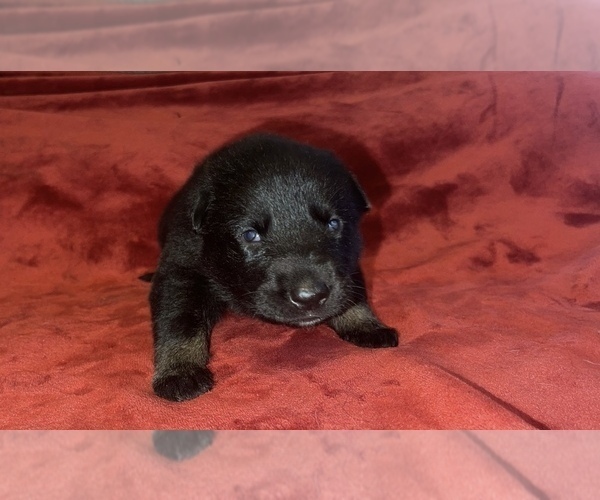 Medium Photo #5  Breeder Profile in COVENTRY, RI, USA