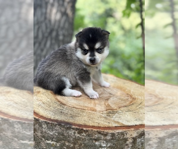Medium Photo #41  Breeder Profile in STAPLES, MN, USA