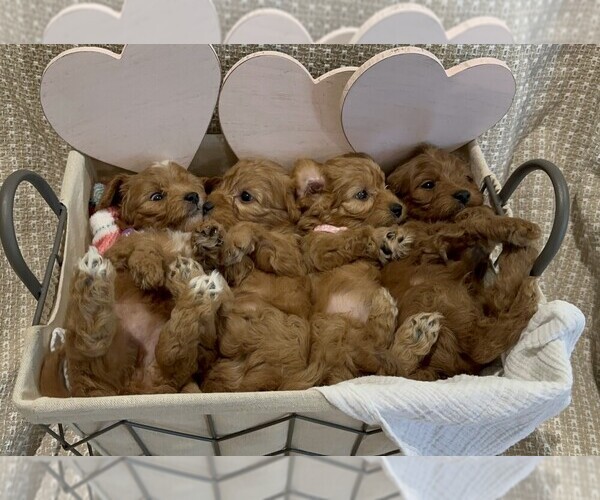Medium Photo #1  Breeder Profile in MAGNOLIA, TX, USA