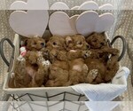 Small breeder photo
