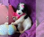 Small #10 Breeder Profile image