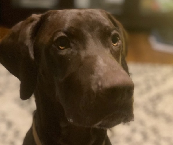 Medium Photo #4  Breeder Profile in FRIENDSWOOD, TX, USA