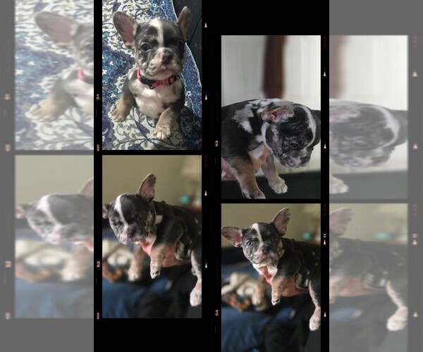 Medium Photo #2  Breeder Profile in LEXINGTON, KY, USA