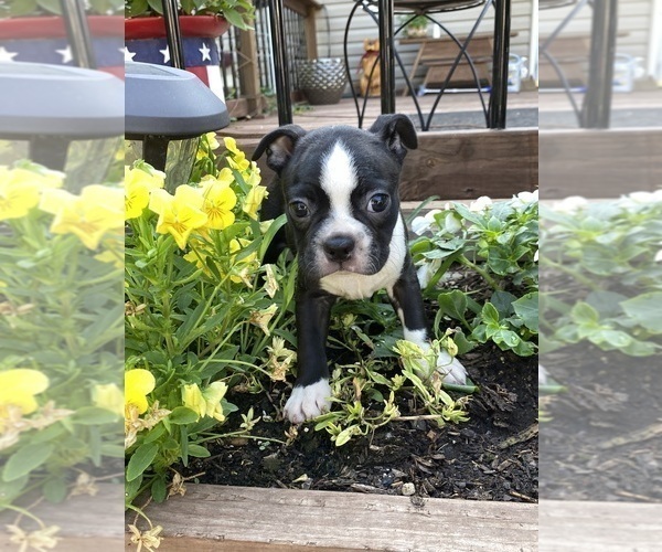 Medium Photo #1  Breeder Profile in FREDONIA, KS, USA