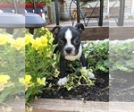 Small Photo #1  Breeder Profile in FREDONIA, KS, USA