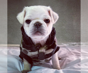 Pug Dog Breeder in SAN FRANCISCO,  USA