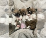 Small #4 Breeder Profile image