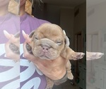Small #9 Breeder Profile image