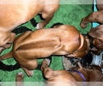 Small #37 Breeder Profile image