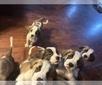 Small #4 Breeder Profile image