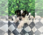 Small #4 Breeder Profile image