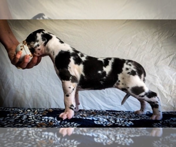 Medium Photo #1  Breeder Profile in CLINTON, MS, USA