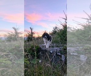Saint Berdoodle Dog Breeder near BRUSH PRAIRIE, WA, USA
